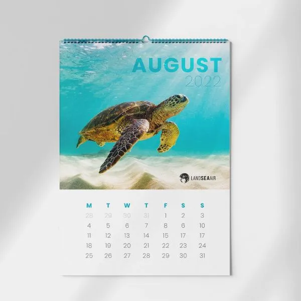 Calender with turtle